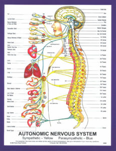 chart_autonomic_nervous_system_large